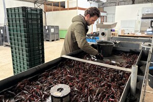 ‘Rivierkreeften zijn ideaal voor horeca die een lokaal product op het bord willen’