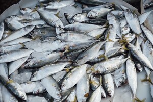 Alfa Fish wordt na overname grooste mosselhandelaar België