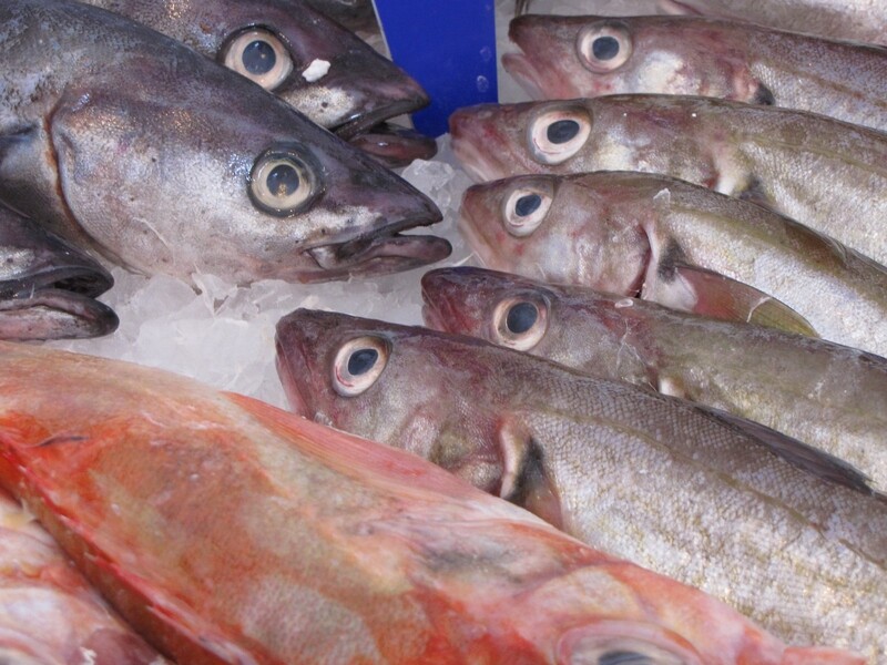 NAPA waarschuwt: forse daling haring door overbevissing