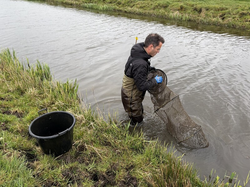 Waterschap Delfland kiest voor actie tegen Amerikaanse rivierkreeft