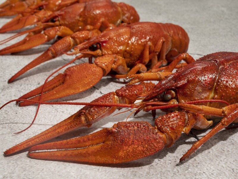 'Waarom kreeft met de feestdagen wél een verantwoorde keuze is'