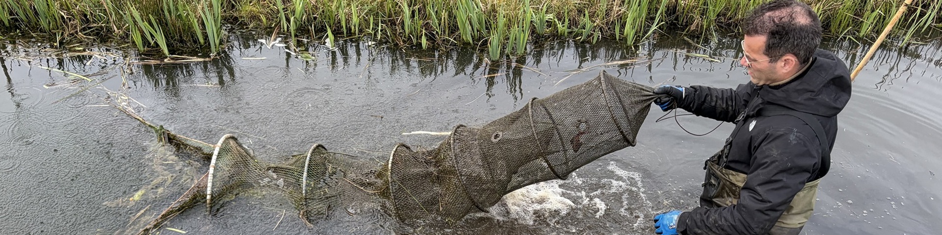 'Rivierkreeften zijn smaakvol en ideaal voor horeca die een lokaal product willen'
